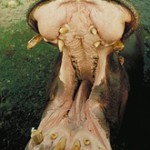 open-mouthed_hippo
